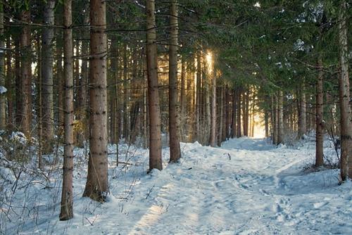 Schnee Bäume Wald